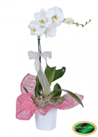 TOKYO-Seramik Vazoda Tek Dallı Beyaz Orkide