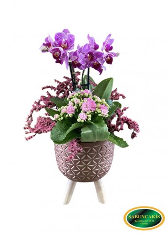SATURN - Dekoratif Saksıda Mini Orkide ve Kalanço