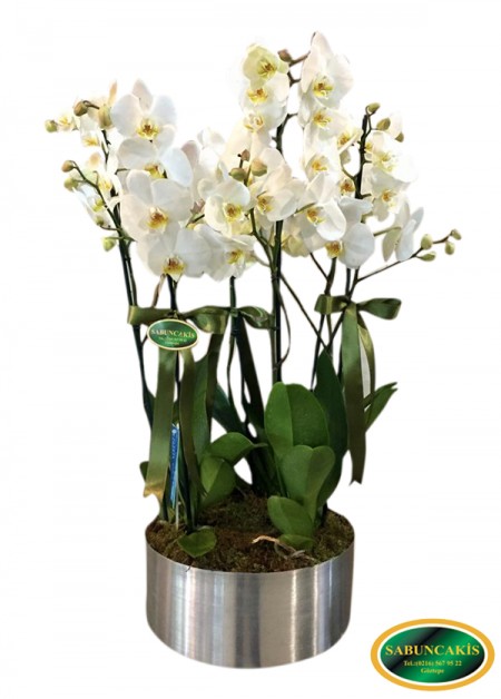 FLORANSA - Metal Vazoda 6 Dal Orkide Tasarım