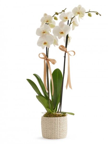 PORTO - Seramik Saksıda 2 Dallı Beyaz Orkide