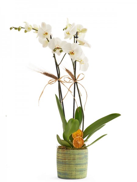 GALAKSİ - Seramik Saksıda İthal Beyaz Orkide